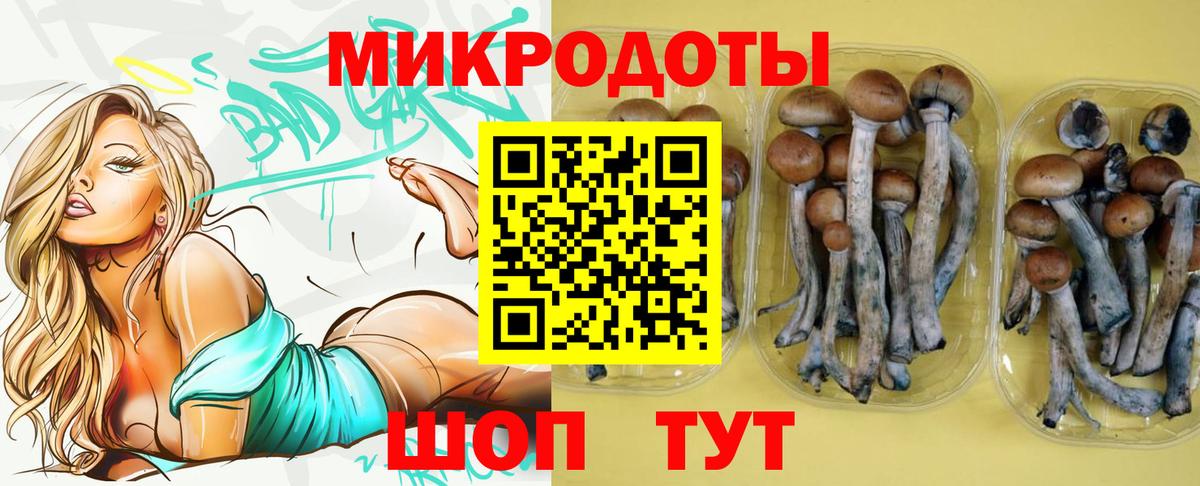 Галлюциногенные грибы Psilocybe Ейск